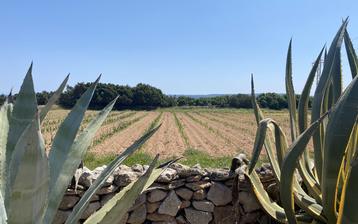 NUOVA OPPORTUNITÀ A ES CARNATGE